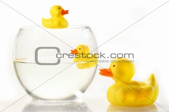 Rubber ducks in fish bowl