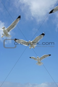 Seagulls in Flight