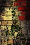 Ivy against a Wall