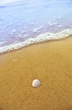 Sea shell on sandy beach