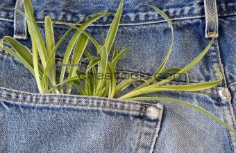 Plant growing in my pocket
