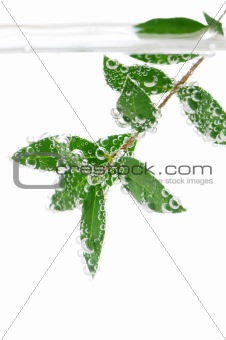 Green leaves in water