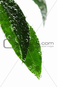 Green leaves in water