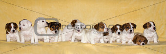 Puppies of jack russell terrier