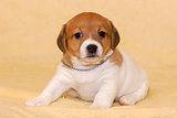 Puppy of jack russell terrier