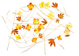 drawing of dried fall leaves of plants  and branches isolated el