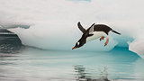 Gentoo Penguin jumping in the water