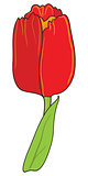 Red tulip vector