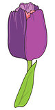 Violet tulip vector