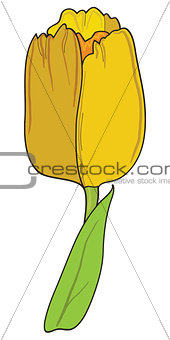Yellow tulip vector