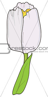 White tulip vector
