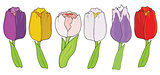 Tulip. Set on white background