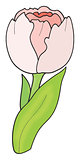 Tulip round pink