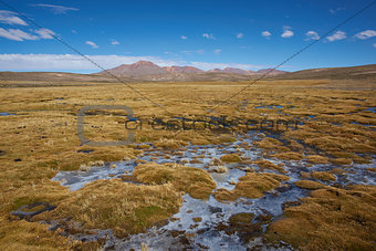 Wetland on the Altiplano