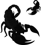 black scorpion isolated on white