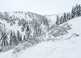 Snowy fir trees on winter hill.