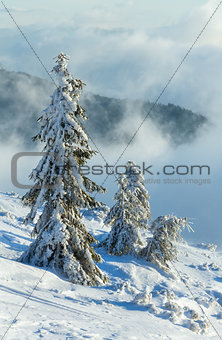 Icy snowy fir trees on winter hill.