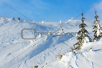 Snowy fir trees on winter hill.