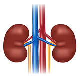 Illustration of human kidney.
