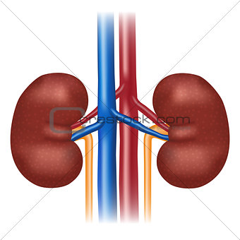 Illustration of human kidney.