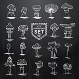 Hand drawn mushrooms set on black chalkboard with wooden texture
