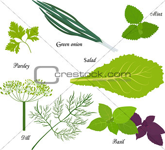 Leafy green vegetables, organic product for vegetarian diet