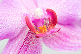 Blooming purple orchids flower with drops of water. Phalaenopsis
