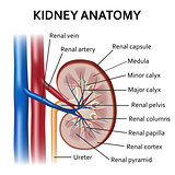 Human kidney anatomy.
