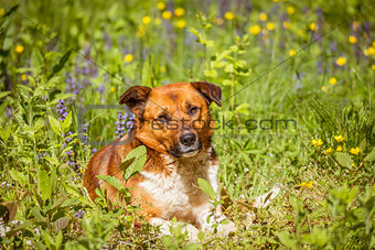 Young dog laying in the meadow grass.