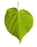 Green tilia leaf 