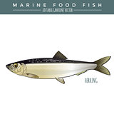 Herring. Marine Food Fish