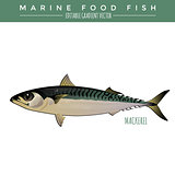 Mackerel. Marine Food Fish