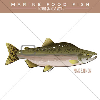 Pink Salmon. Marine Food Fish