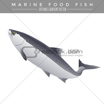Salmon. Marine Food Fish