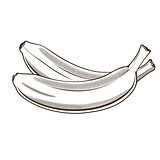 Bananas in vintage style. Line art vector illustration