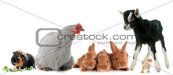 group of farm animals