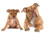 puppy and adult old english bulldog