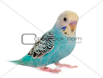 young colorful budgerigar