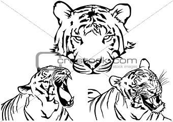 Tiger Tattoo Drawings