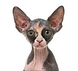 Close up of a Sphynx kitten isolated on white