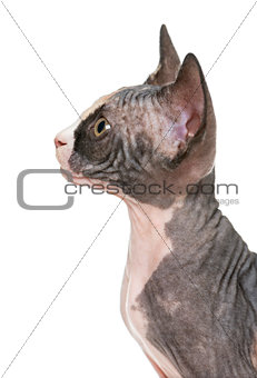 Close up of a Sphynx kitten profile, isolated on white