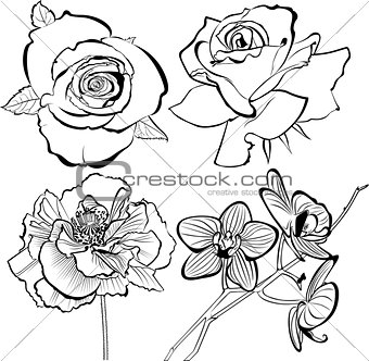 poppy rose orchid flowers collection silhouette vector