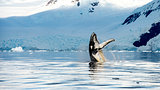 Hampback whale breaching jumping