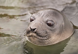 Baby Elephant Seal in the waer  South Georgia