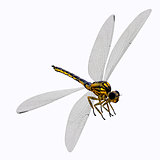 Meganeura Dragonfly Body
