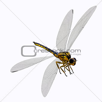 Meganeura Dragonfly Body