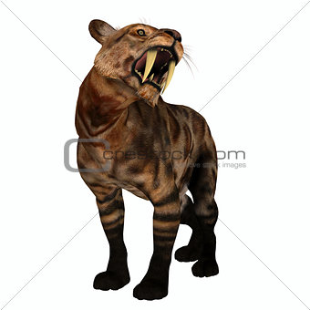 Saber-tooth Cat Growl