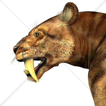 Saber-tooth Cat Head
