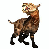 Saber-tooth Cat on White
