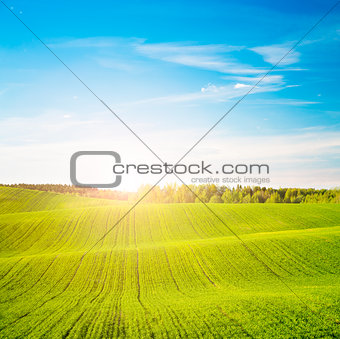 Spring Landscape with Green Field and at Sunset